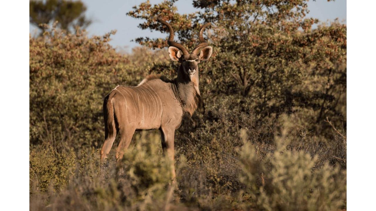 Sandune Game Lodge Gobabis Bagian luar foto